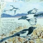 SiegelJude_Magpies_Cropped